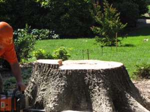 2009-06-12-tree-removal-041