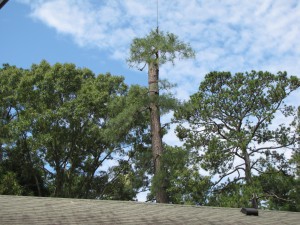 2009-06-12-tree-removal-058